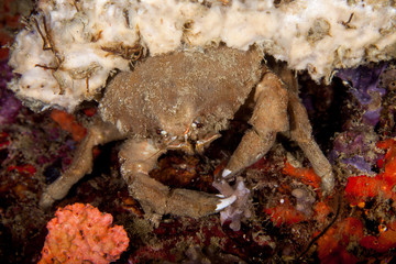 Dromia dormia, the sleepy sponge crab or common sponge crab
