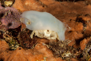Dromia dormia, the sleepy sponge crab or common sponge crab