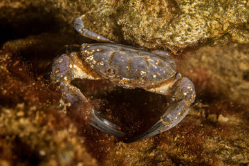 Eriphia verrucosa, sometimes called the warty crab or yellow crab