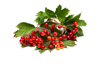 Sprig of red viburnum berries , isolated