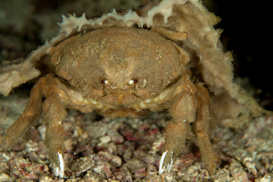 Dromia dormia, the sleepy sponge crab or common sponge crab