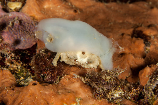 Dromia dormia, the sleepy sponge crab or common sponge crab