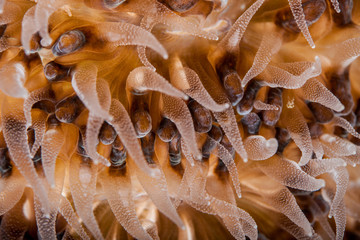 Coral reefs are built from stony corals, which in turn consist of polyps for education in nature.