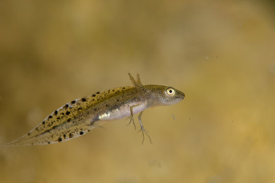 Newt, Young larva