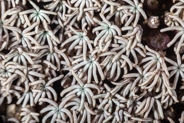 Coral reefs are built from stony corals, which in turn consist of polyps for education in nature.