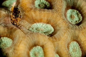 Coral reefs are built from stony corals, which in turn consist of polyps for education in nature.