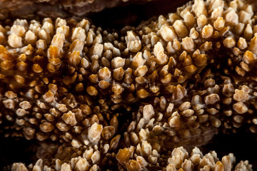 Coral reefs are built from stony corals, which in turn consist of polyps for education in nature.