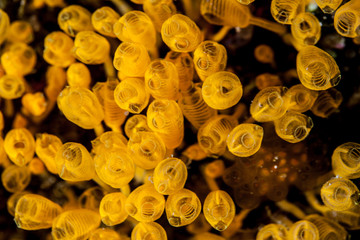 Coral reefs are built from stony corals, which in turn consist of polyps for education in nature.