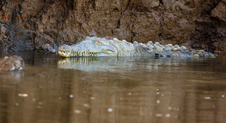 Crocodile in a river in Costa Rica