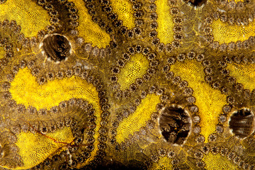 Coral reefs are built from stony corals, which in turn consist of polyps for education in nature.