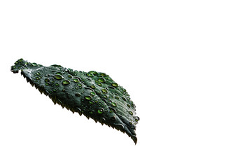 Fresh green leaf covered with water drops closeup on white background, isolated. Dew drops behind the green leaf of the plant.
