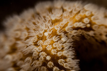Coral reefs are built from stony corals, which in turn consist of polyps for education in nature.