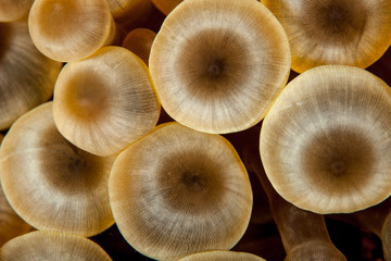 Coral reefs are built from stony corals, which in turn consist of polyps for education in nature.