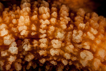 Coral reefs are built from stony corals, which in turn consist of polyps for education in nature.