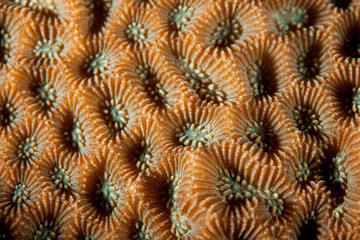 Coral reefs are built from stony corals, which in turn consist of polyps for education in nature.Coral reefs are built from stony corals, which in turn consist of polyps for education in nature.