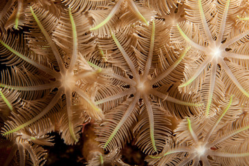 Coral reefs are built from stony corals, which in turn consist of polyps for education in nature.