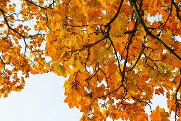 Colourful Autumn Leaves.