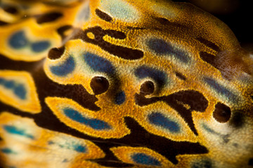 Closup on Giant clam