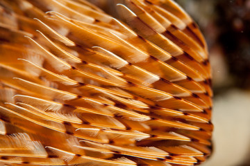 Closup on twin fan worm or spiral fan worm Bispira volutacornis