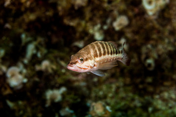 Obraz na płótnie Canvas The comber ( Serranus cabrilla ) is a species of fish in the family Serranidae, Croatia