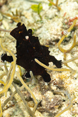 The painted frogfish or spotted frogfish, Antennarius pictus, is a marine fish belonging to the family Antennariidae