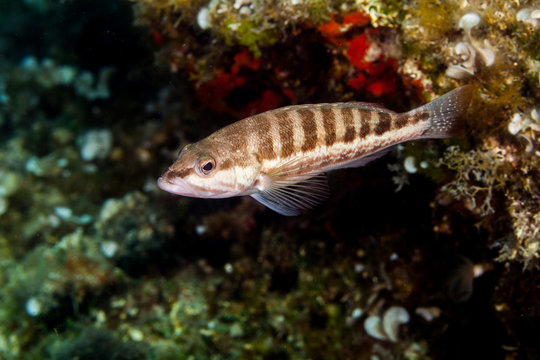 The comber ( Serranus cabrilla ) is a species of fish in the family Serranidae, Croatia