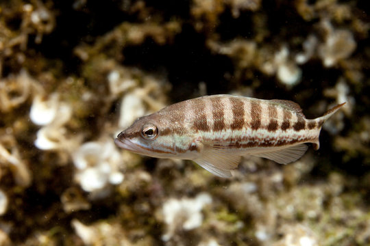 The comber ( Serranus cabrilla ) is a species of fish in the family Serranidae, Croatia
