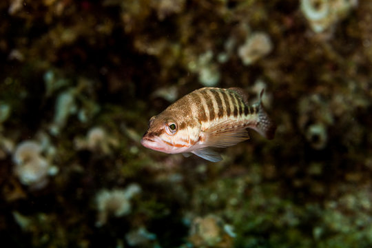 The comber ( Serranus cabrilla ) is a species of fish in the family Serranidae, Croatia