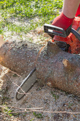 Cut the logs with a chainsaw to prepare firewood