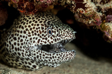 The spotted moray, Gymnothorax isingteena