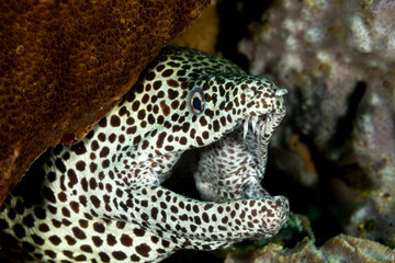 The spotted moray, Gymnothorax isingteena