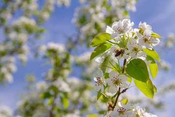Bee collects nectar from white flowers of pear tree in late spring
