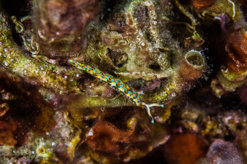 Thuridilla hopei, Croatia