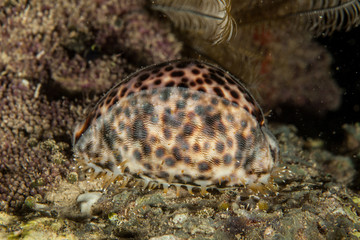 Cypraea tigris, Tiger cowrie