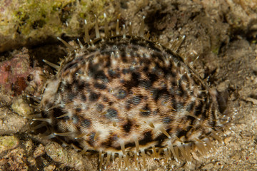 Cypraea tigris, Tiger cowrie
