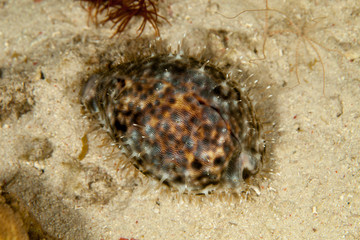 Cypraea tigris, Tiger cowrie