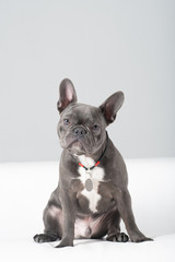 French bulldog portrait in studio sitting funny posing