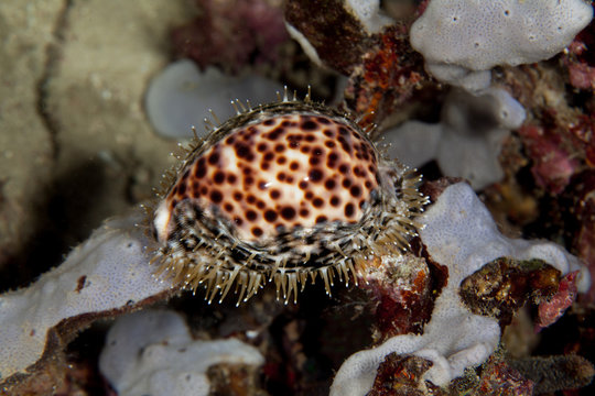 Cypraea tigris, Tiger cowrie