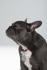 French bulldog portrait in studio enjoing posing at profile