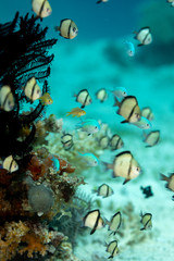 Obraz na płótnie Canvas Two-stripe damselfish, reticulate dascyllus, Dascyllus reticulatus, among other vernacular names, is a species of marine fish in the family Pomacentridae