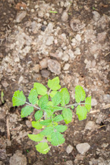 Seedlings cucumber sprout sprouts in the greenhouse in the summer