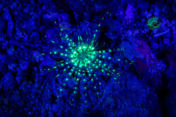 Fluorescence in marine life, Seabed in ultraviolet light