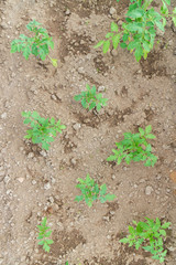 Seedlings cucumber sprout sprouts in the greenhouse in the summer