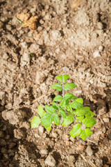 Seedlings cucumber sprout sprouts in the greenhouse in the summer