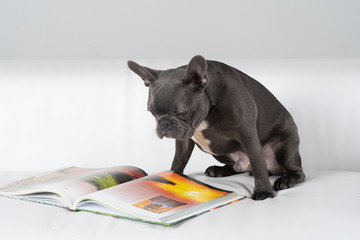 French bulldog portrait in studio with book