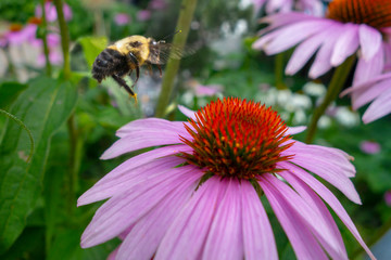 pink coneflower floral garden with a close up of a yellow black bumblebee in flight going from flower to flower for pollen