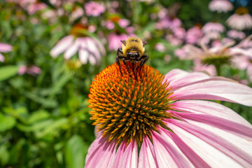 Bumblebee on a bird pink orange coneflower in a garden