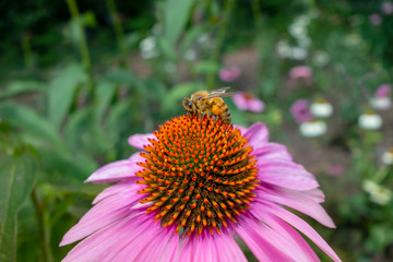 Bumblebee on a bird pink orange coneflower in a garden