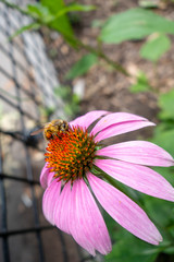Bumblebee on a bird pink orange coneflower in a garden