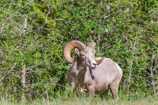 large male curved horn ram standing by the trees
